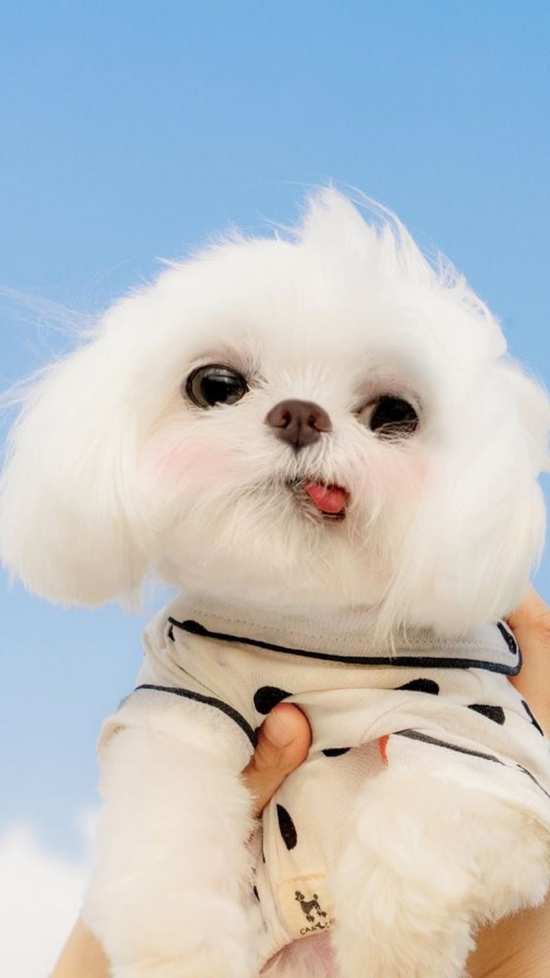 Hình nền Dog - HD | Chủ đề Thú Cưng | Laginate | Cute dog wallpaper, Dog  wallpaper iphone, Dog background
